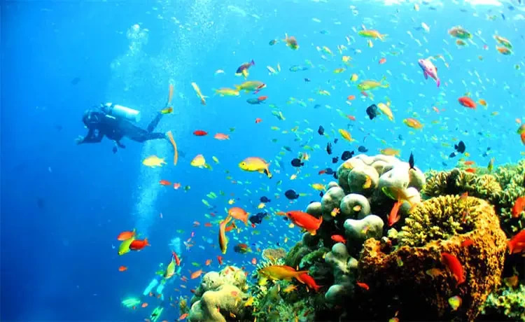 lặn biển ở hòn mun nha trang
